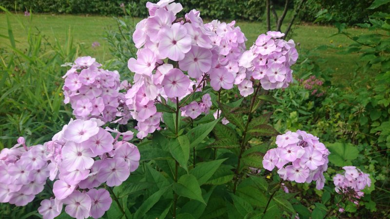 Phlox paniculata 'Adessa Special Pink' Aed-leeklill